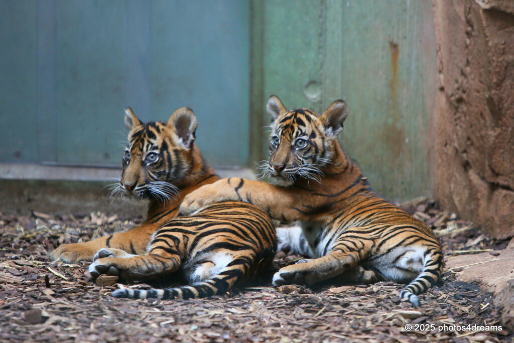 ZOO FRANKFURT: die Tigerbabys sind draußen!